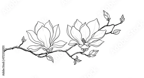 Fototapeta Hand drawn magnolia branch isolated on white background, showcasing delicate floral beauty in a minimalist style