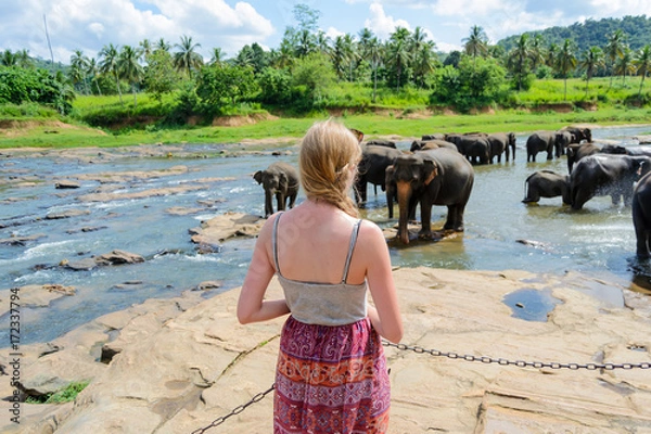 Obraz A girl looks at the elephants in Pinnawala
