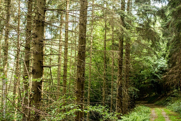 Obraz Looking Up Through the Trees