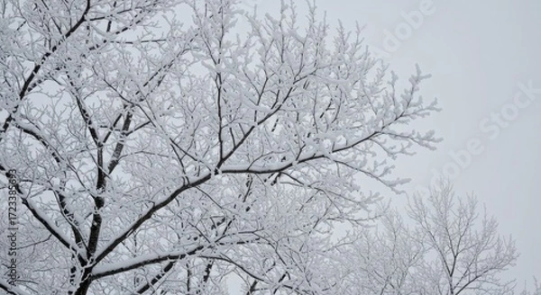 Fototapeta Frosty Winter Tree Branches with Snowy Coating on a Gray Sky