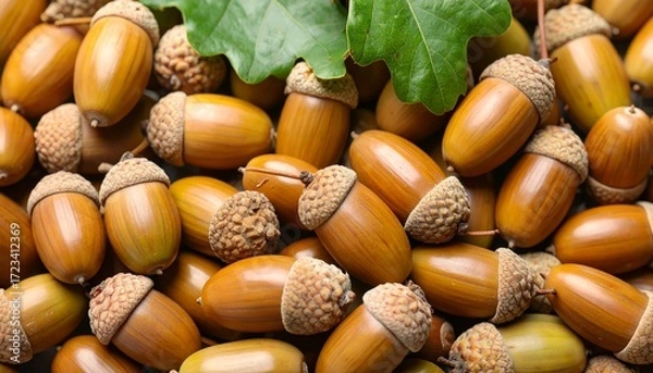 Fototapeta Acorns gathered on ground with green leaves during early autumn season in a forest setting