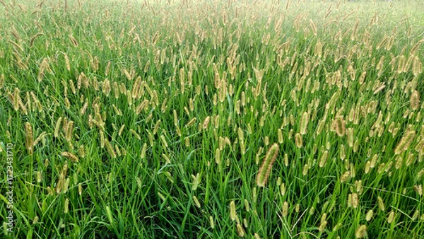Obraz Setaria pumila, commonly known as yellow foxtail, is a summer annual grass weed with bristly seed heads, often found in fields, roadsides, and disturbed soils, competing with crops