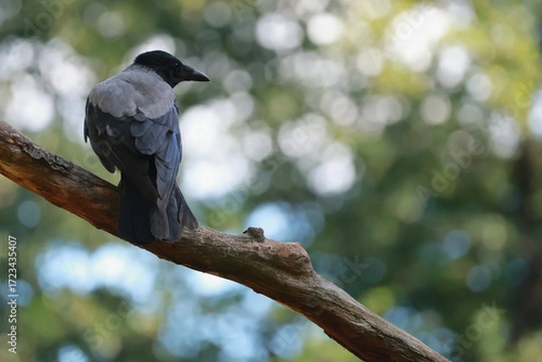 Obraz Crow on a branch