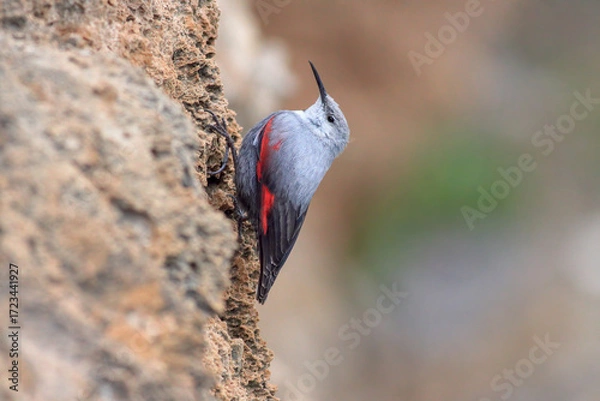 Obraz Wallcreeper climbing up the wall