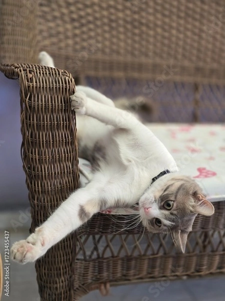 Obraz Young black and white cat. Beautiful cat.