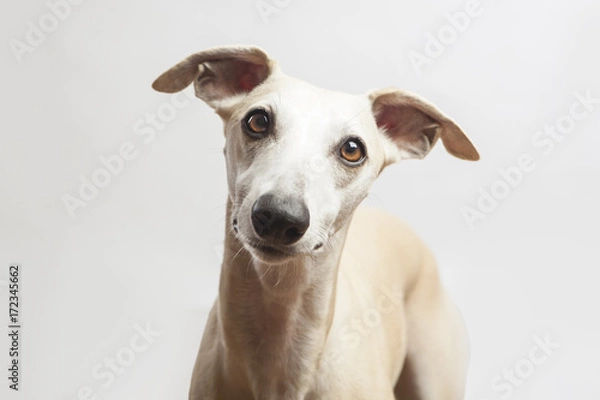 Fototapeta studio portrait of a beautiful whippet dog