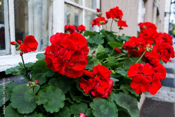 Fototapeta Czerwony ogród geranium kwiaty, bliskie strzały / kwiaty geranium