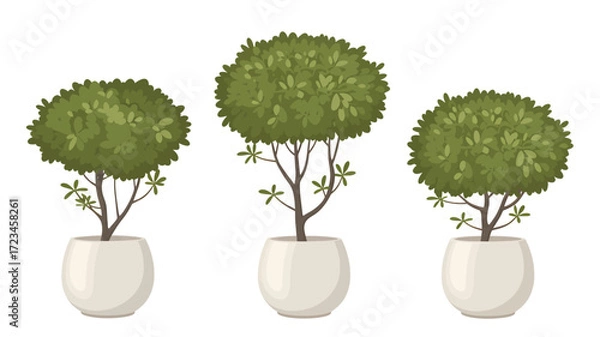 Fototapeta Three potted green topiary trees with rounded leafy crowns and slender branches in white pots silhouette