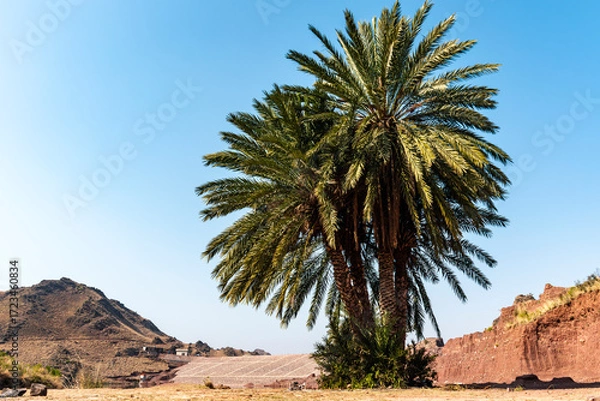 Obraz Single palm tree in arid environment with mountain backdrop