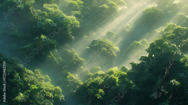 Fototapeta A cinematic ultra-detailed travel scene of rainforest canopy glowing with morning mist