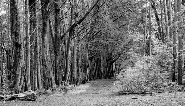 Fototapeta Pine forest
