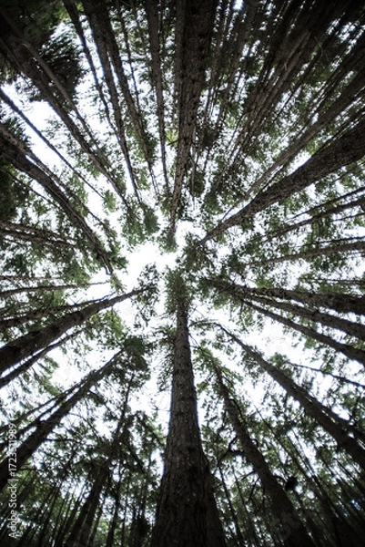 Fototapeta trees in the forest