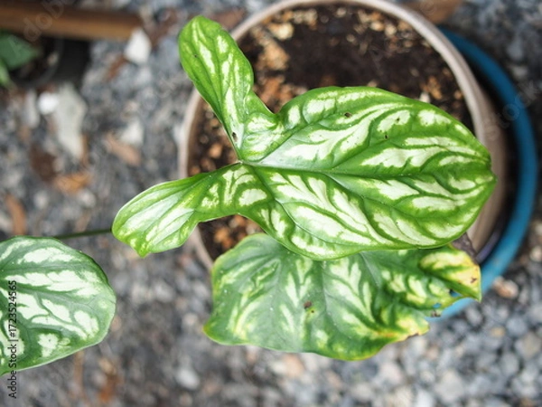 Obraz Cercestis mirabilis plants leafe texture great