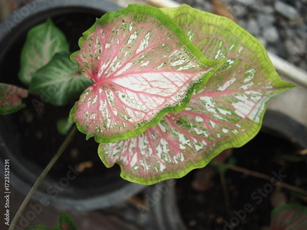 Obraz caladium bicolor in home garden dolorfulof plant