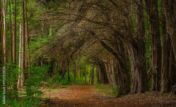 Fototapeta footpath in the forest