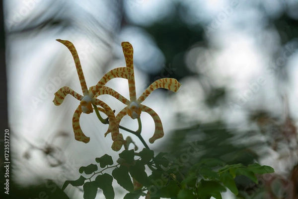 Obraz Wildflowers from the forests of Kalimantan