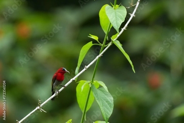 Fototapeta Sunbird, living naturally in a public park in Bangkok, Thailand.