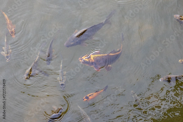 Fototapeta Nishikigoi - Koi fish in water - Brocade carp
