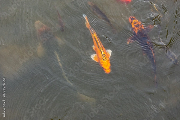 Fototapeta Nishikigoi - Koi fish in water - Brocade carp