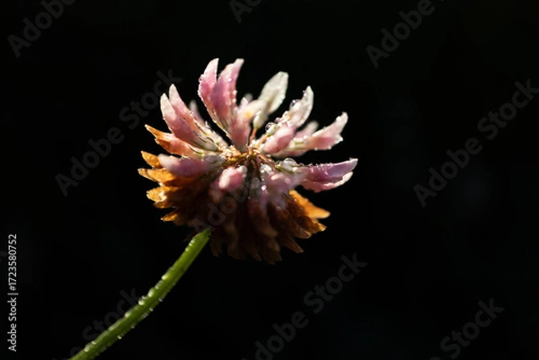 Fototapeta Meadow clover - Trifolium pratense - flower on black background