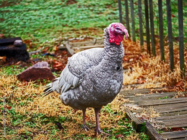 Fototapeta A gray colored male turkey takes a leisurely walk up a backyard hillside at a Missouri residence next to wooden steps and rail. Bokeh.