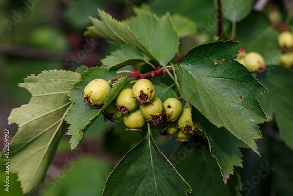 Fototapeta Close-up of unripe hawthorn berries on a branch. Green shrub with fruit, gardening, harvest.