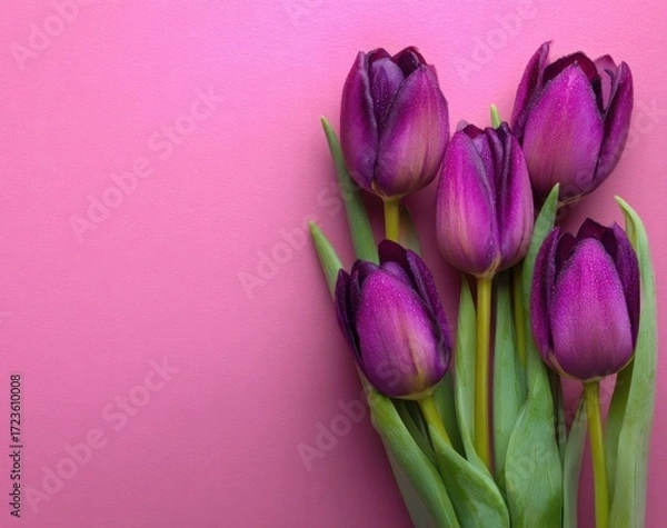 Fototapeta A bouquet of deep purple tulips on a vibrant pink background