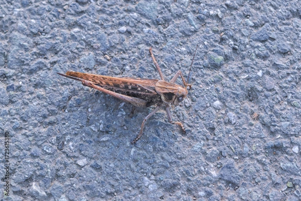 Fototapeta A grasshopper on the asphalt with a detailed close-up.
