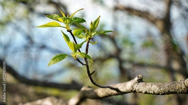 Obraz Spring Natural Scenery of Sobaeksan Mountain, Korea