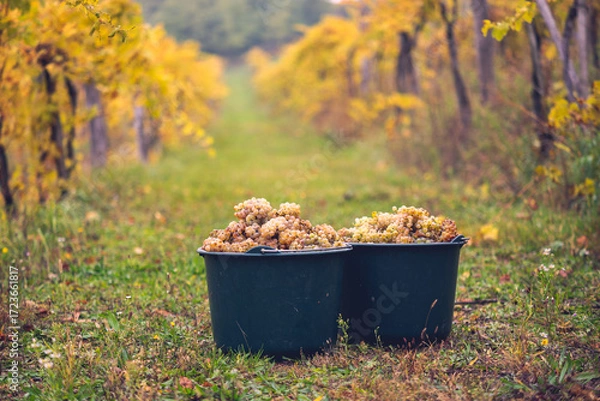 Fototapeta Buckets of grapes during the picking in the vineyard