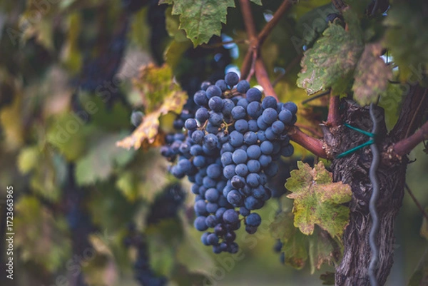Obraz Bunches of blue grapes in the vineyard. Cabernet Franc grapes for making red wine in the harvesting.
