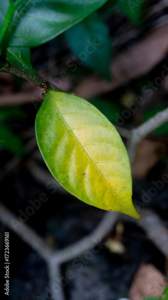Fototapeta Green to Yellow Leaf Transitioning on Branch in Natural Light