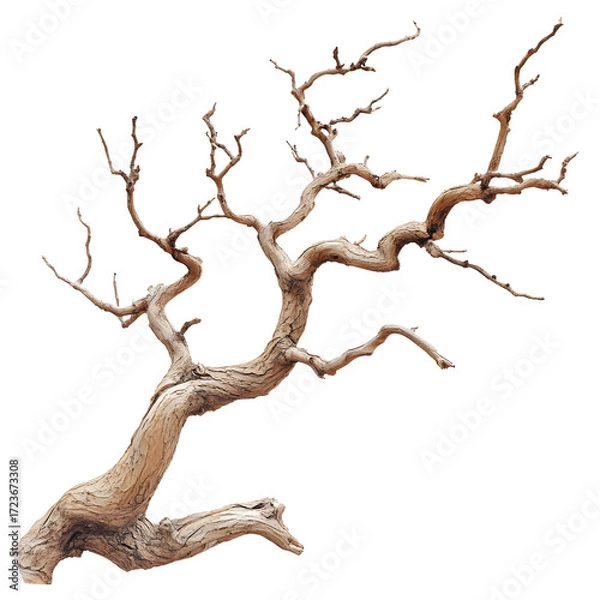Fototapeta Detailed Dry Twisted Tree Branch Isolated on White Background