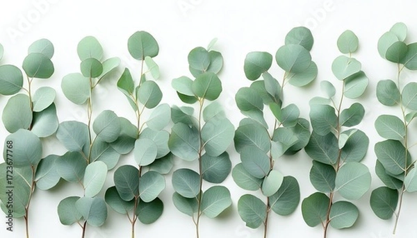Fototapeta Eucalyptus branches with soft green leaves lay on bright white surface. Use it for botanical designs, backgrounds, web design, or invitations.