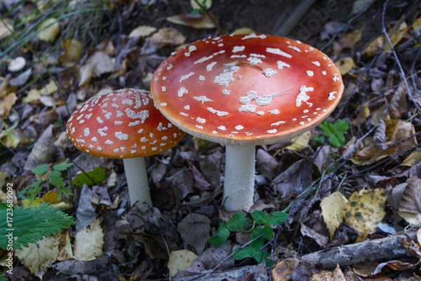 Fototapeta Poisonous fly agaric in the forest on the ground.