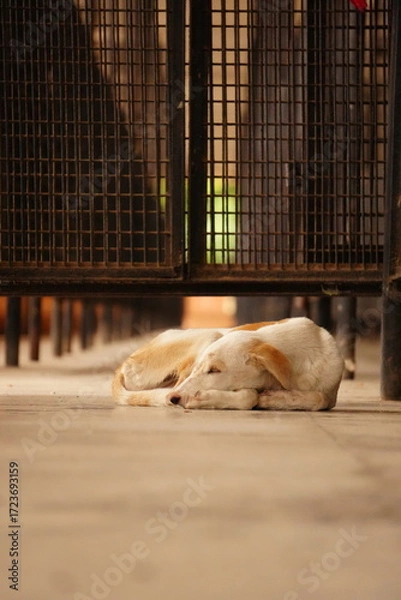 Fototapeta A peaceful scene shows a white and tan dog curled up and sleeping on a tiled floor beneath metal benches.