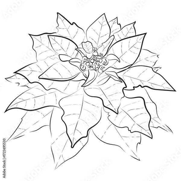 Fototapeta Hand Drawn of Poinsettia, Drawing Sketch, Monochrome, Christmas Flower, Aesthetic Line Art, Poinsettia Doodle, Black, Vector