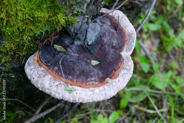Fototapeta Tinder fungus on an old stump in the forest
