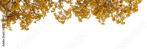 Fototapeta Yellow autumn tree branch isolated on white