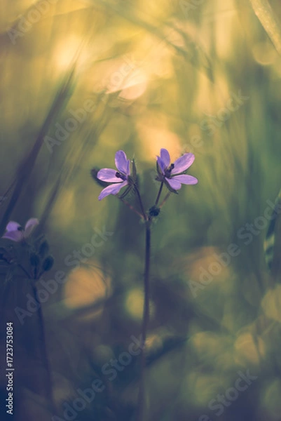 Obraz spring flowers in the forest