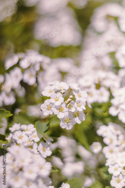 Obraz apple tree blossom