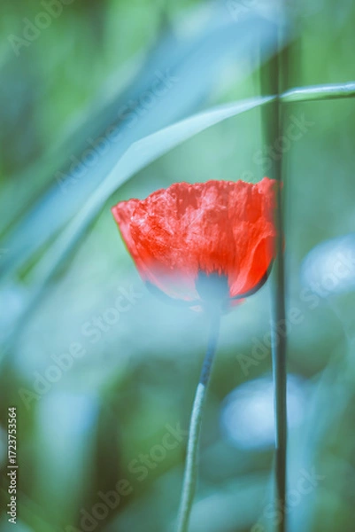 Obraz red poppy flower