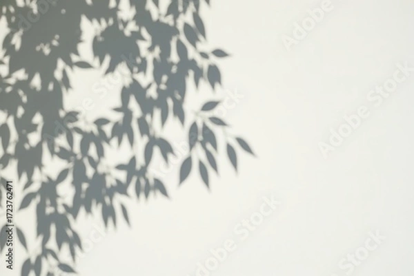Fototapeta Leaf Shadows on a White Wall