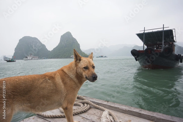 Fototapeta Dog at Halong Bay Vietnam