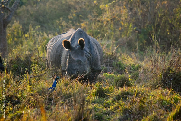Obraz Rhino at Chitwan National Park in Nepal