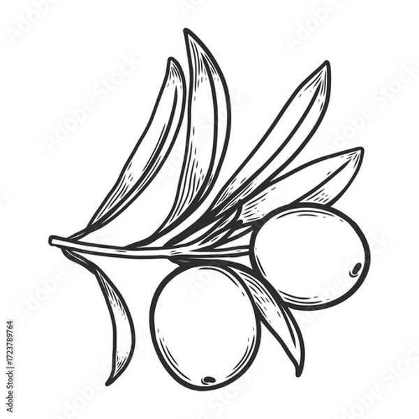 Fototapeta Branch with olives and leaves in line art style. Perfect for engraving