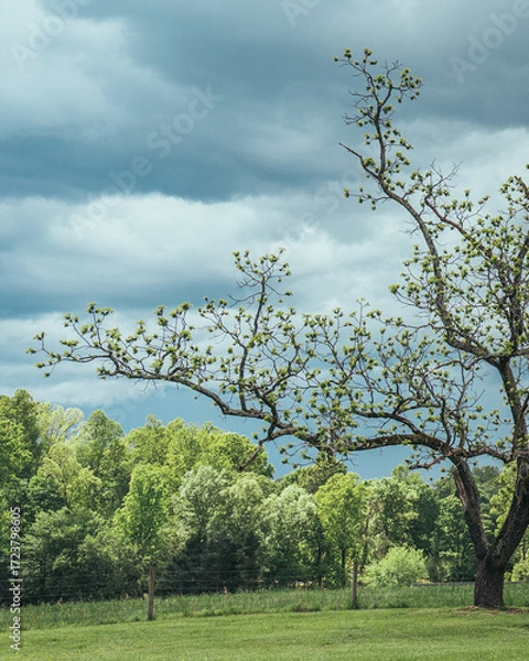 Fototapeta tree in the field with storm clouds