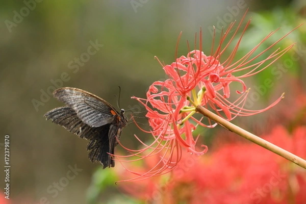 Fototapeta 彼岸花と蝶
