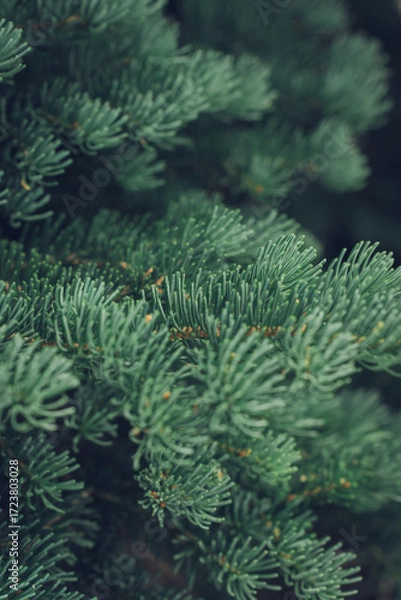 Fototapeta Close-up of Fir Tree