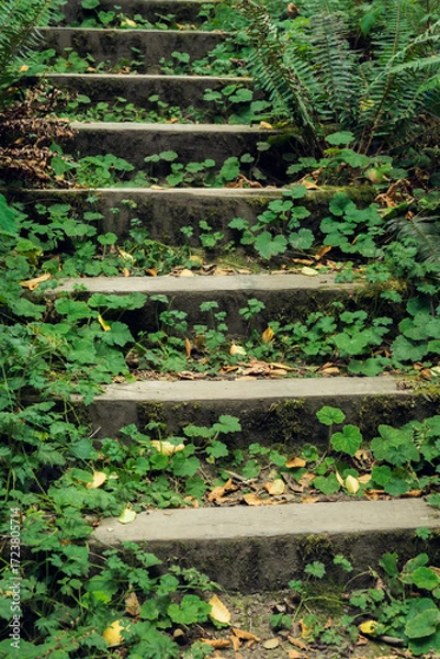 Fototapeta overgrown stone steps in the forest